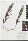 Foto von Salix repens L.